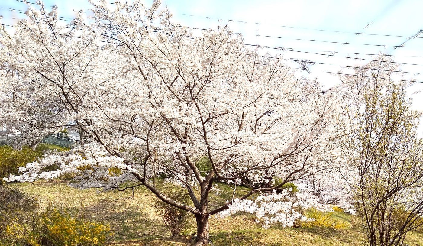 Cherry blossoms in full bloom in Japan